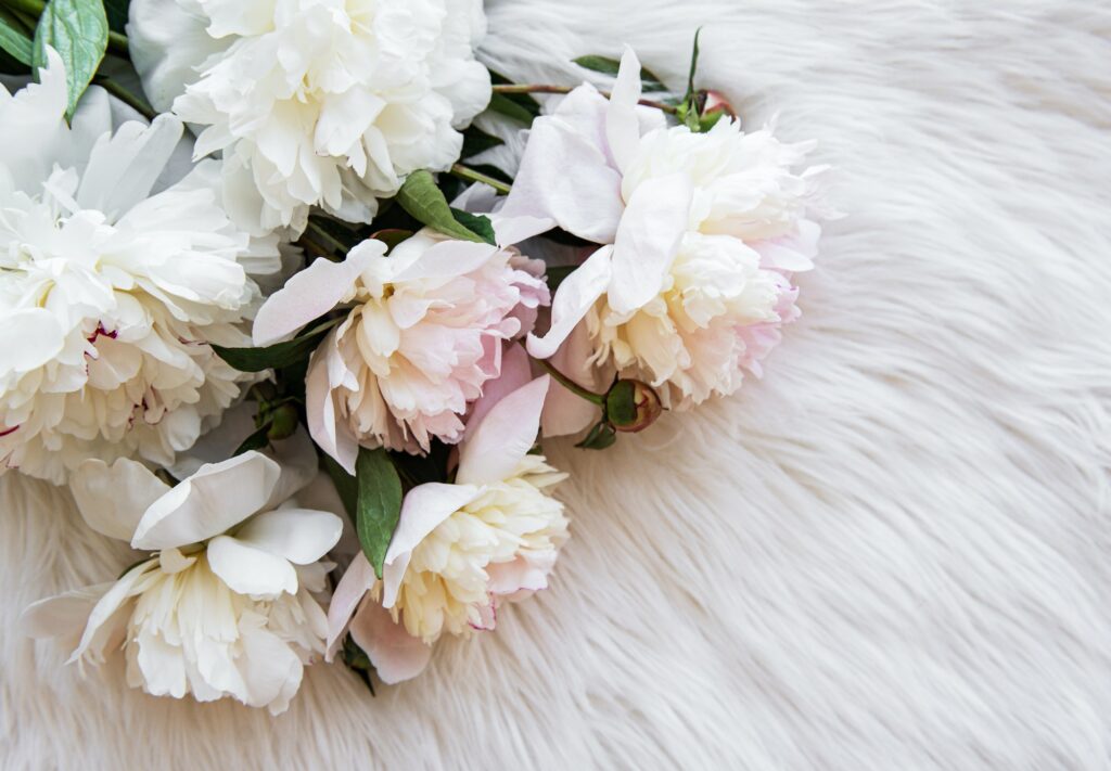 Spring peonies