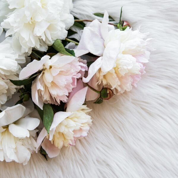 Spring peonies