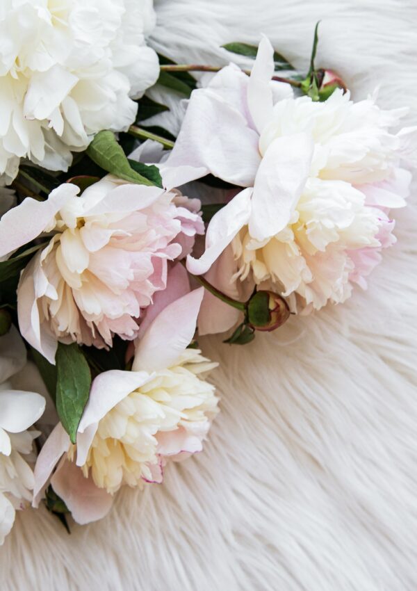 Spring peonies